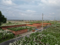 baridhara-bsundhra-abasik-elakay-en-blke-3400-siriyale-3-kathar-dkshinmuukhee-bzakti-malikana-plt-bikry-hbe-small-0