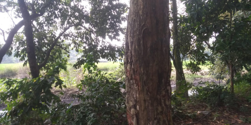 jmi-sh-pukur-bikri-hbe-big-2