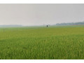 2000-bighas-of-land-for-sale-fulbaria-gazipur-small-0